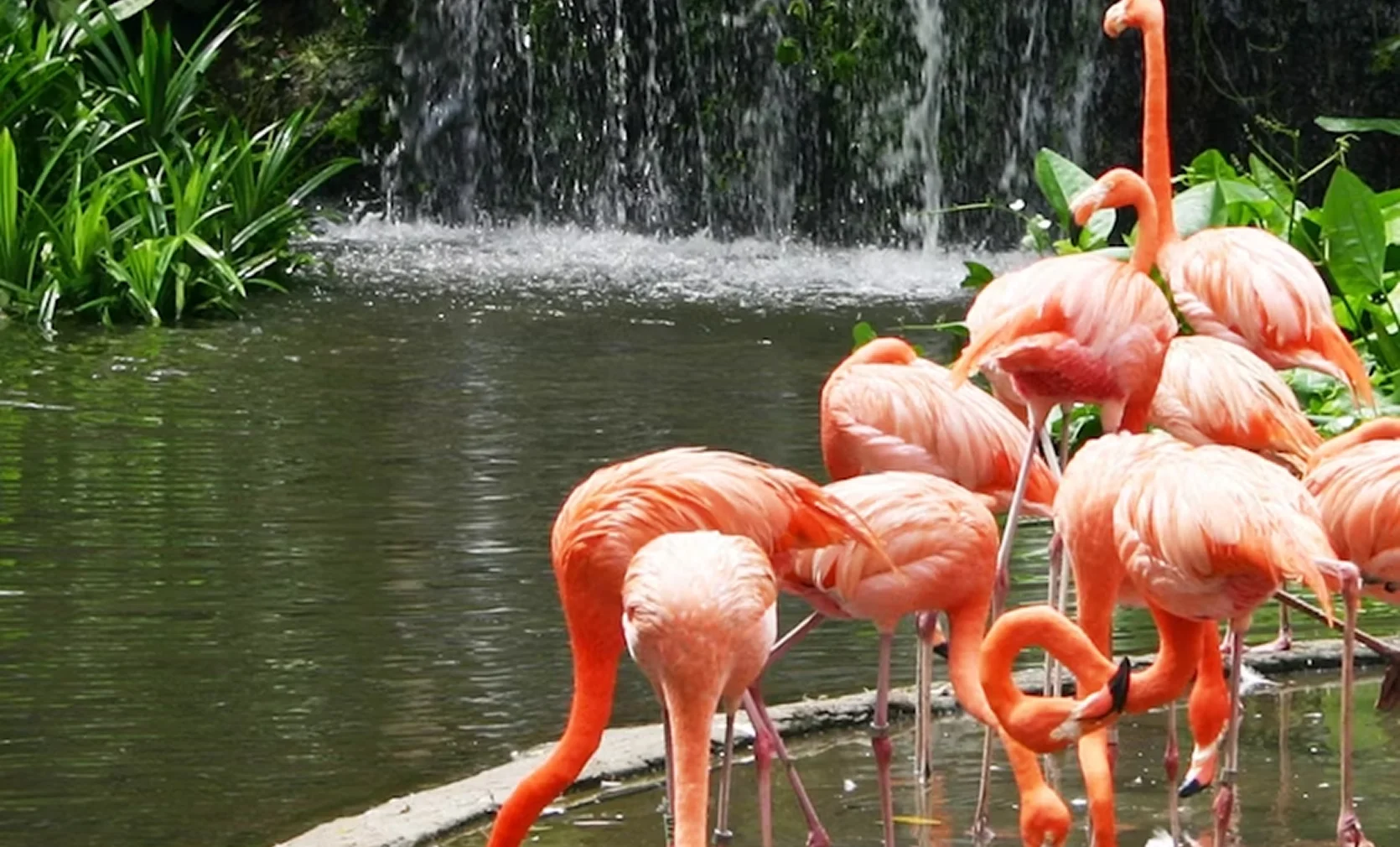 Singapore Nature